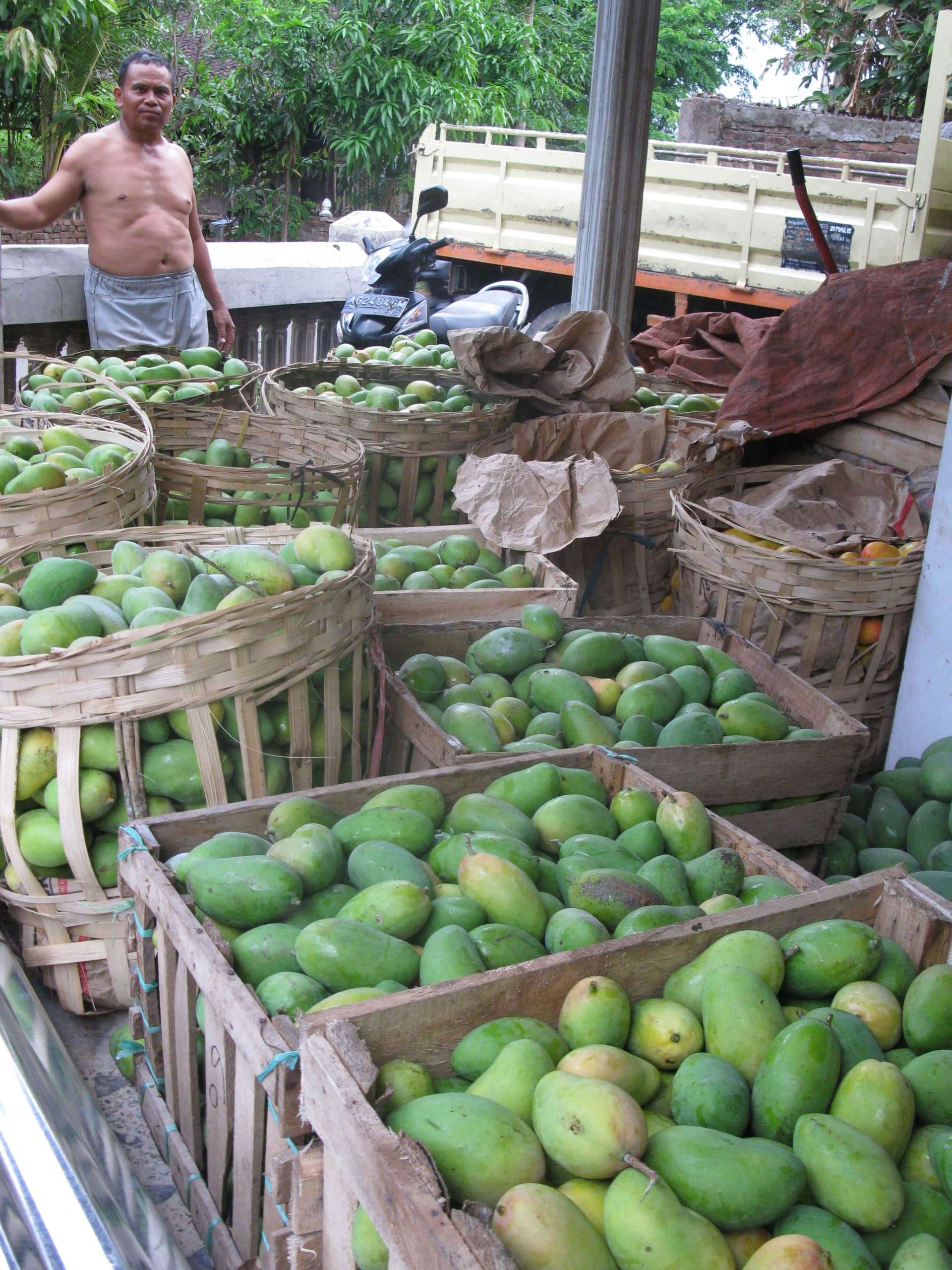 Crates of Mangoes