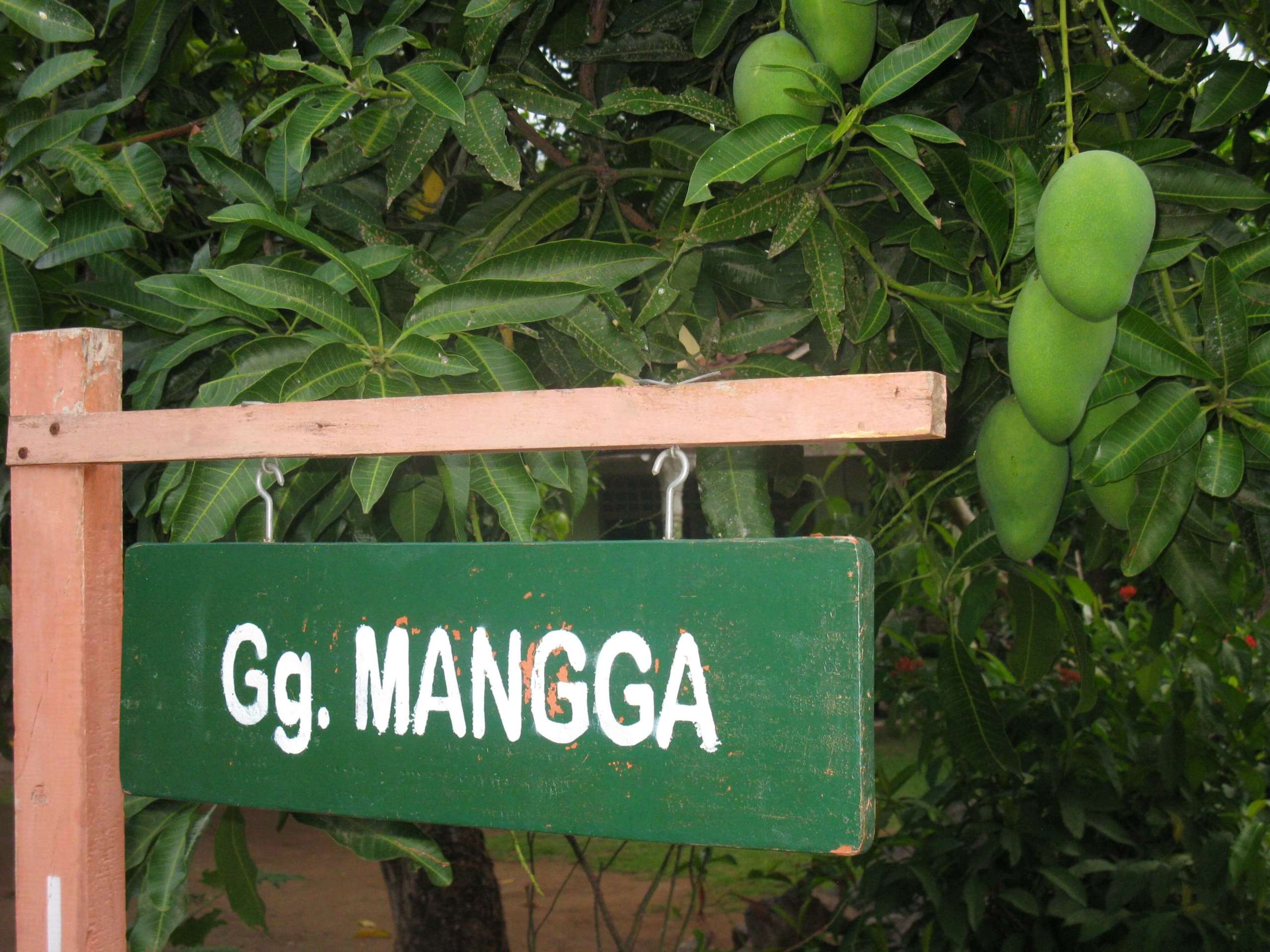 Gg. Mangga