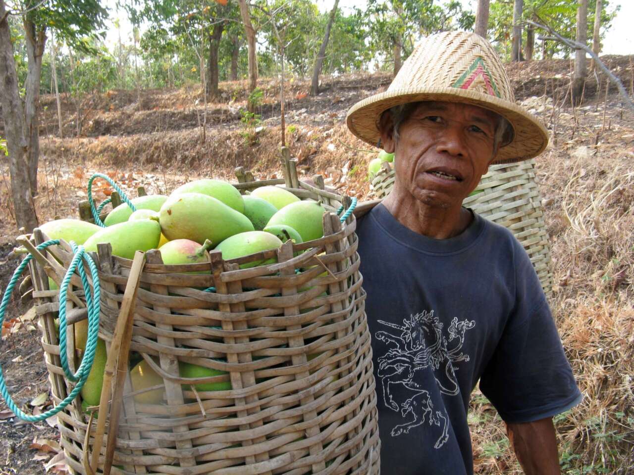 Mango Farmer-NEW